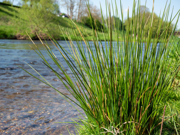 河岸上的池塘草图片下载