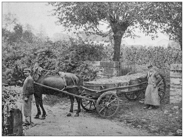 古董形象:勃艮第葡萄丰收，交通图片下载