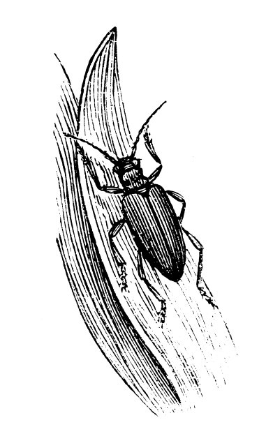 里德甲虫图片下载