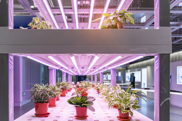 有机水培花卉种植与LED灯室内农场，农业技术图片下载