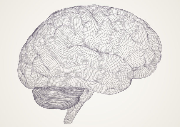大脑。3 d模型。图片下载