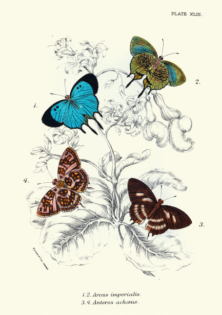 蝴蝶， 阿卡斯帝国， 安特罗斯阿查乌斯， 艺术版画图片下载