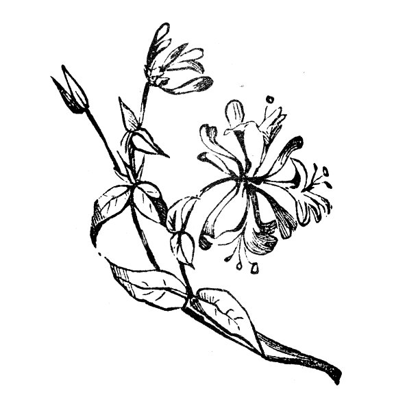 仿古雕刻插图:金银花图片下载