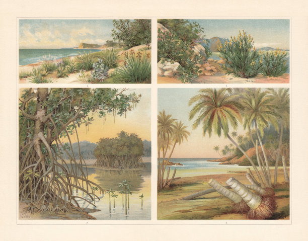 《海滩植物》，色版画，出版于1897年图片下载