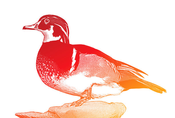 一只雄性木鸭在栖息图片下载