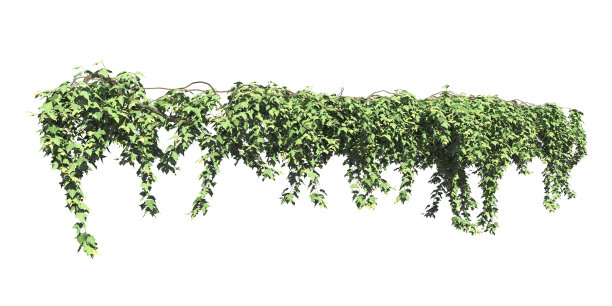 攀援植物藤蔓孤立在白色背景3d插图图片下载