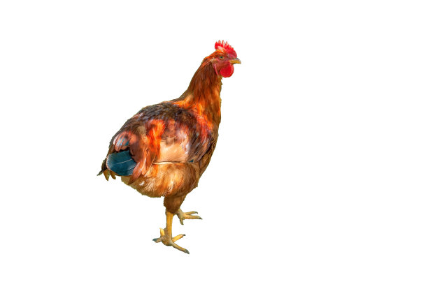 年轻的罗德岛红色小公鸡孤立在白色背景上。立着的棕色小公鸡剪成图案图片下载