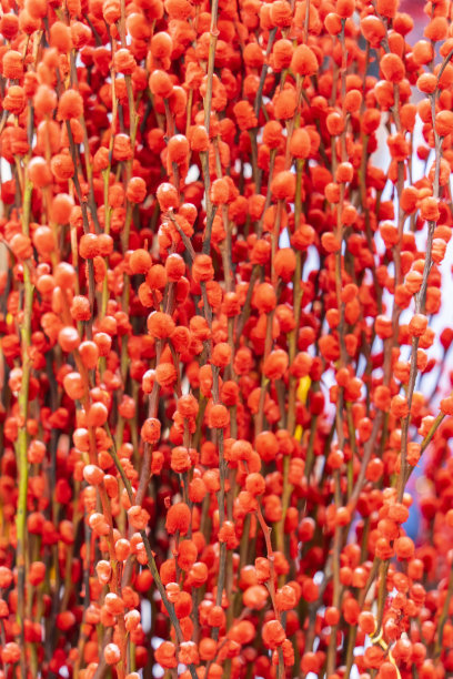 红色的柳条画在中国新年图片下载