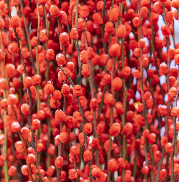 红色的柳条画在中国新年图片下载