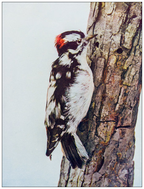 古董鸟类彩色图:唐尼啄木鸟图片下载