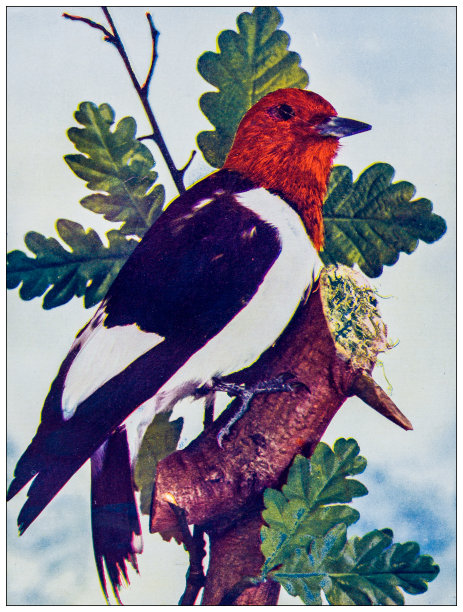 古董鸟类彩色图像:红头啄木鸟图片下载