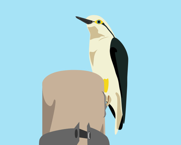 白色的啄木鸟图片下载