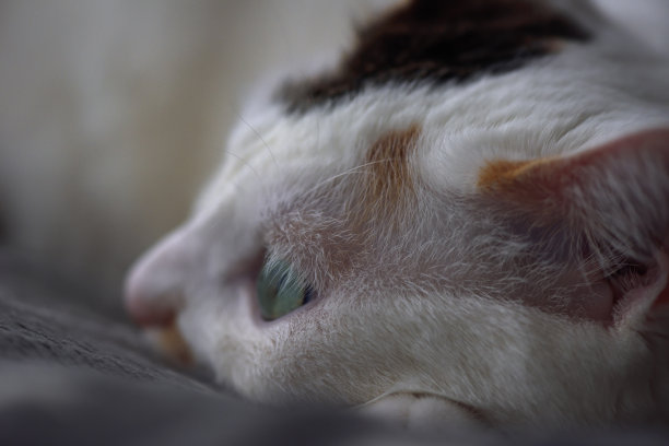 在宠物床上放松的猫图片下载