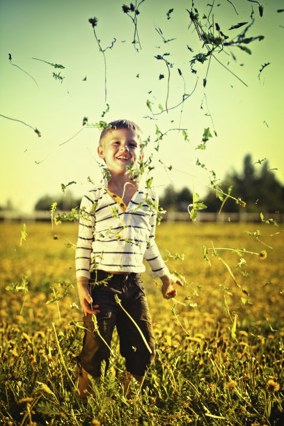 会飞的蒲公英图片下载