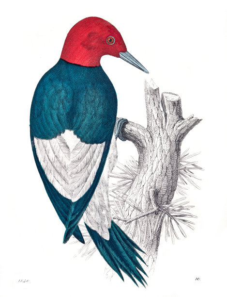 红头啄木鸟图片下载