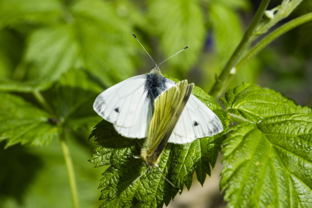 叶上的白菜花蝴蝶。库存图片图片下载