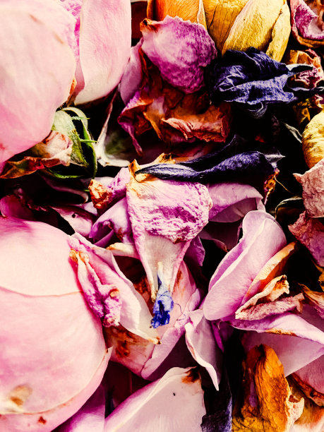 花瓣。图片下载