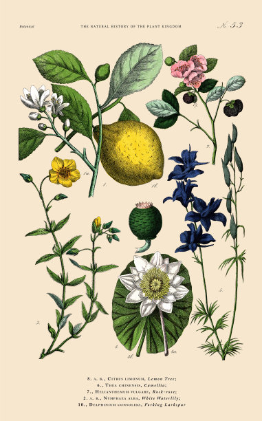 手工着色的植物雕刻，植物王国的历史，维多利亚植物插图，板53，大约1853年图片下载