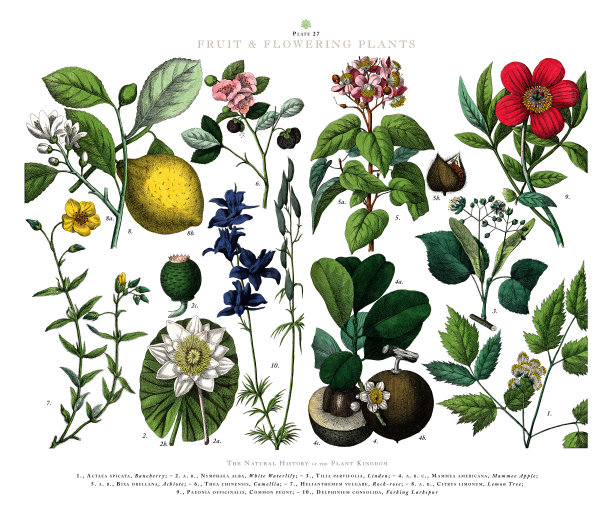 古董雕刻，水果和开花植物，植物王国，维多利亚植物插图，大约1853年图片下载