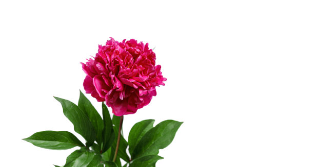 白色背景上美丽的牡丹图片下载
