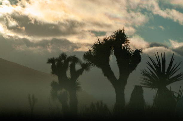 约书亚树国家公园图片下载