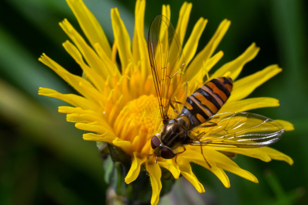 黄花绿底，独特的橙黑色花纹图片下载