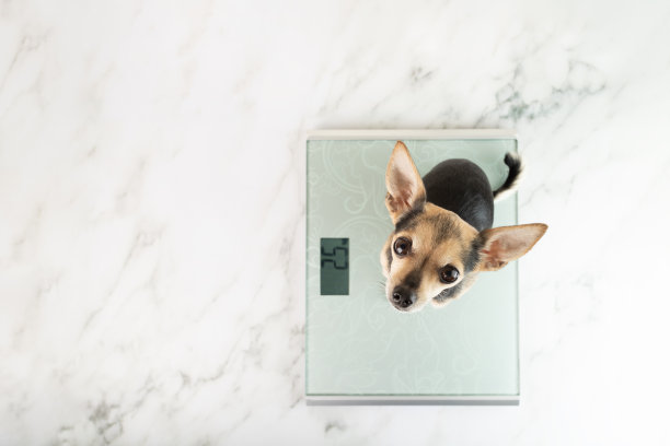 狗的体重，宠物饮食，动物喂养规范，运动与健身，狗的肥胖图片下载