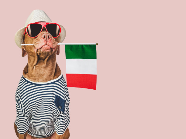 可爱的狗和意大利国旗。特写镜头,在室内图片下载