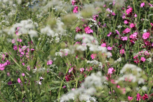在春天的阳光下，野花边的白欧芹和红色的野芹特写图片下载