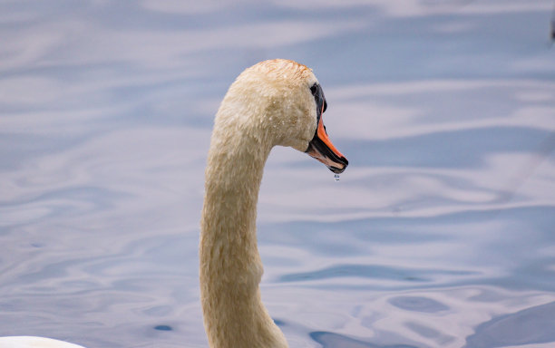 以自然为背景的白天鹅肖像图片下载