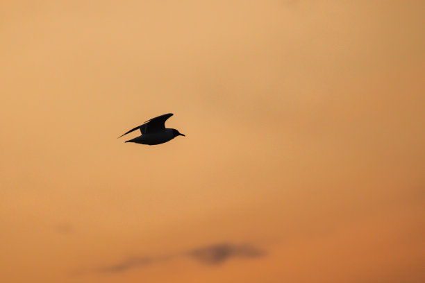 海鸟在夕阳下飞翔的剪影照片图片下载
