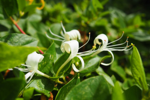 金银花(Lonicera japonica)，又称日本金银花和金银金银花，是原产于亚洲的一种金银花。用于中药的观赏植物。白黄花图片下载