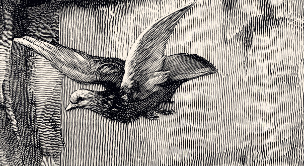 鸽子(XXXL)图片下载