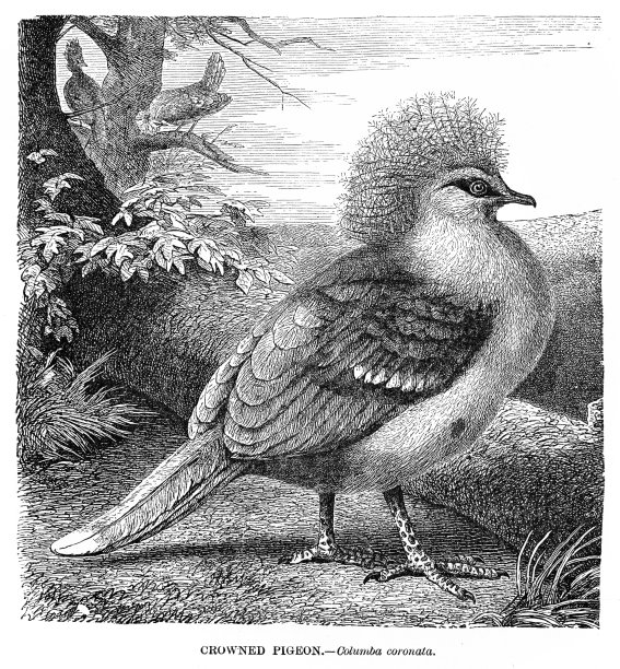 冠鸽鸟雕刻插图1892年图片下载