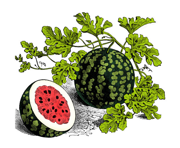 蔬菜植物古色古香雕刻彩色插图:西瓜图片下载