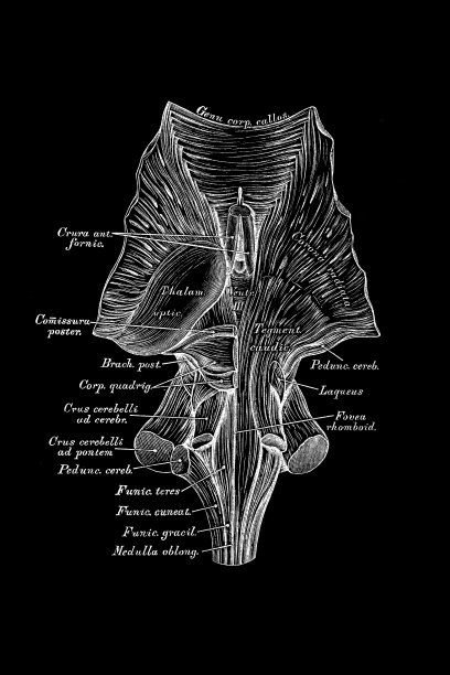 中脑脑的神经图片下载