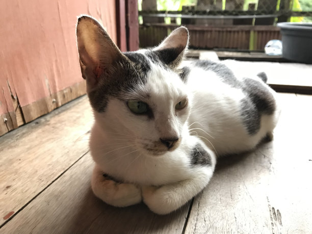 美丽的白色可爱的猫传单，海报，广告等图片下载