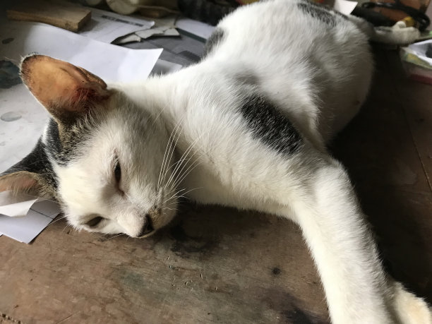 美丽的白色可爱的猫传单，海报，广告等图片下载