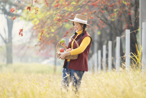 年轻漂亮的农民正在挑选篮子里的苹果图片下载