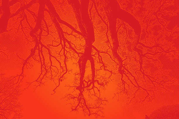 仰望橡树的树枝和天空图片下载