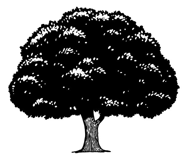 一棵大树的简单矢量图图片下载