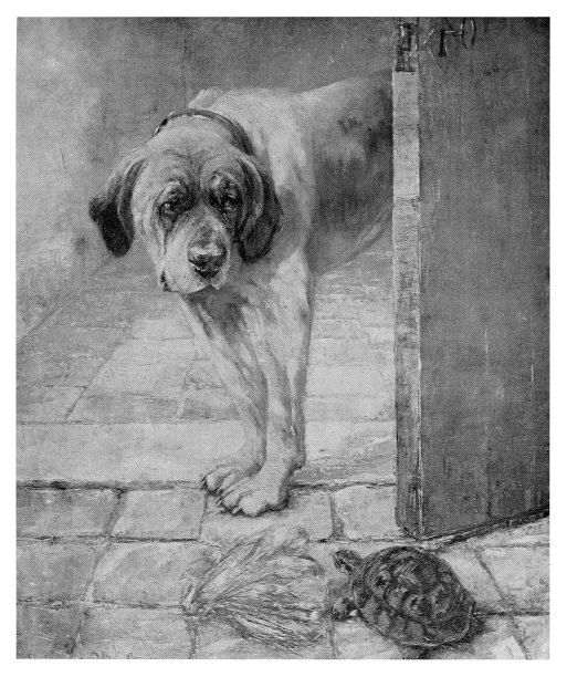 狗和乌龟图片下载