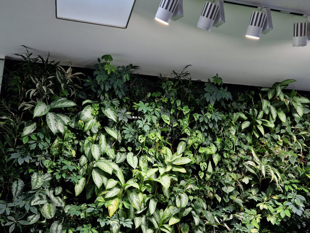 建筑内部的墙面垂直绿化。使用内置在花盆中的滴灌软管进行灌溉分配。吸收剂威克斯。有顶灯的商店橱窗，坡道图片下载
