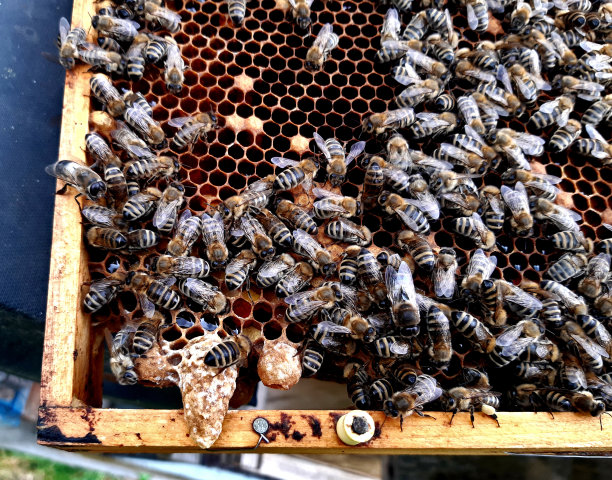 池塘的平静表面，喷泉使水涌出时有平静的效果。同心圆的镜像和飞溅声将舒缓花园和中庭。金属镶边，白色铺装图片下载