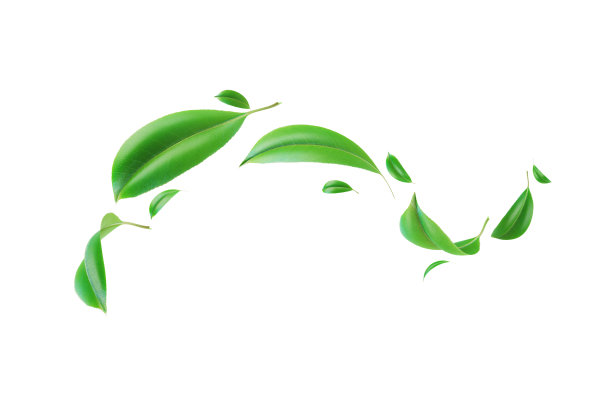 绿色流动的叶子在白色的背景图片下载
