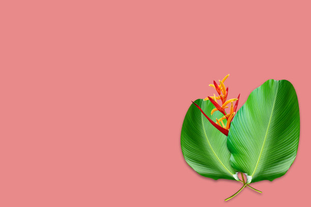 绿叶图案的卡拉泰亚叶和向日葵花分离在粉红色的背景，纸卡图片下载