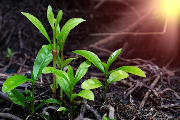幼苗与根系具有阳光、生态或生长的概念图片下载