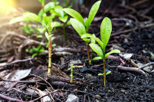 幼苗与根系具有阳光、生态或生长的概念图片下载