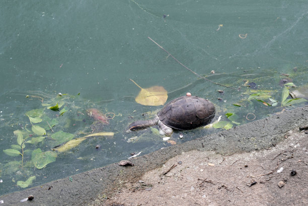 一只乌龟死在河里是因为废水。图片下载