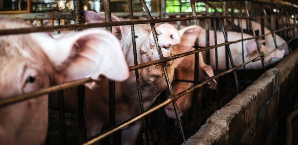 猪舍里的猪特写，猪场里整洁的猪场图片下载
